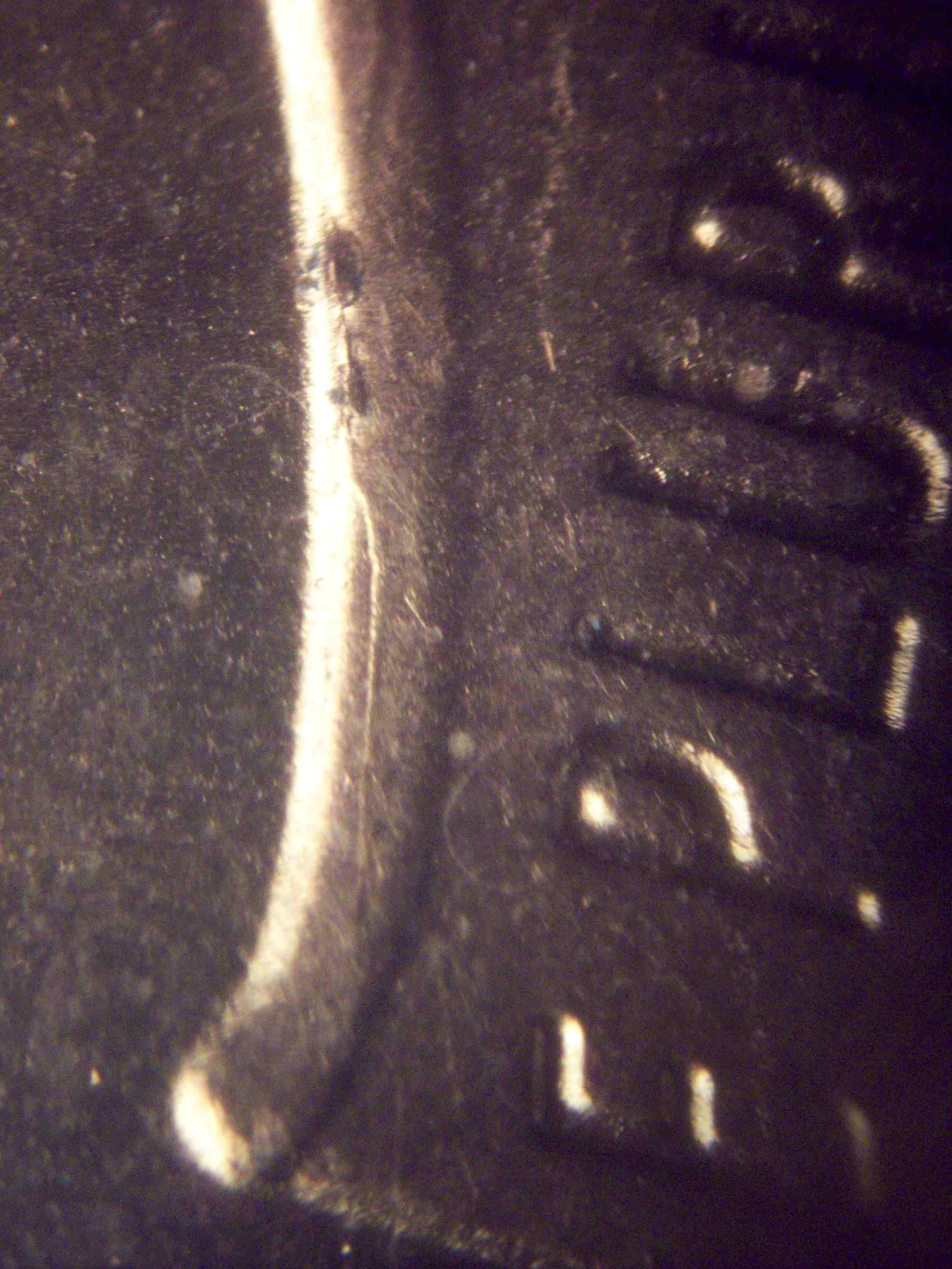 2021-P-Lincoln-Shield-Cent-New-Discovery-Doubled-Die-OBV-On-Liberty-Very-Minor-2-Of-Date